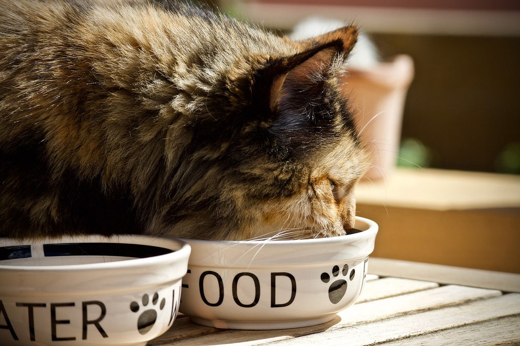 What's in your cat's food?