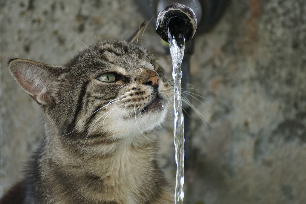 How to keep your cat hydrated